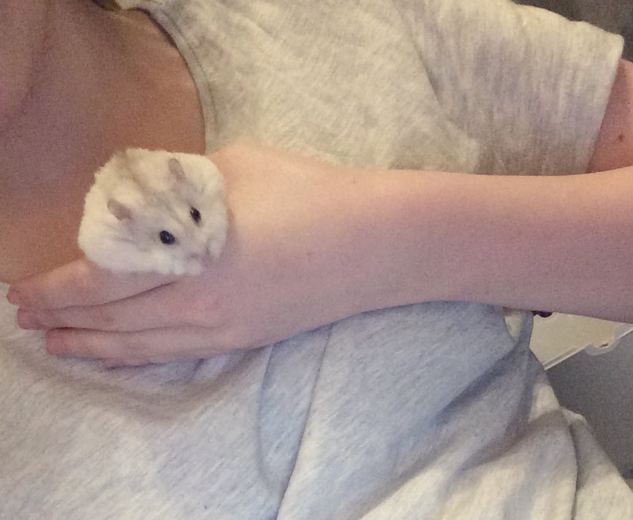 amy_and_animals's tweet photo. Pancakes taming sessions are going very well so far and I’m extremely happy and excited to have his cuddly company! ❤️
#hamster #hamstertaming #hamstercare #hamstersoftwitter #photooftheday https://t.co/NTLPx1fDhx