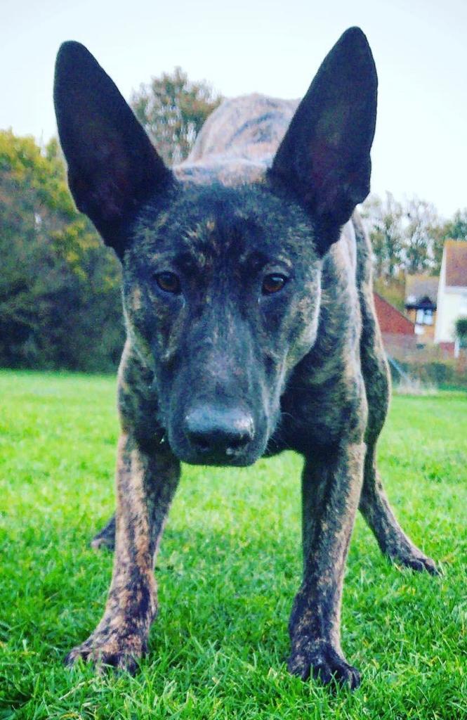 BCHPoliceDogs's tweet image. GP Initial course are grateful for the continued support of land owners. They allow us to #trainforreality. TPD Troy displays an excellent transition to practical environmental exposure, especially given the adverse weather conditions. #thenoseknows #foundations #trainingladder