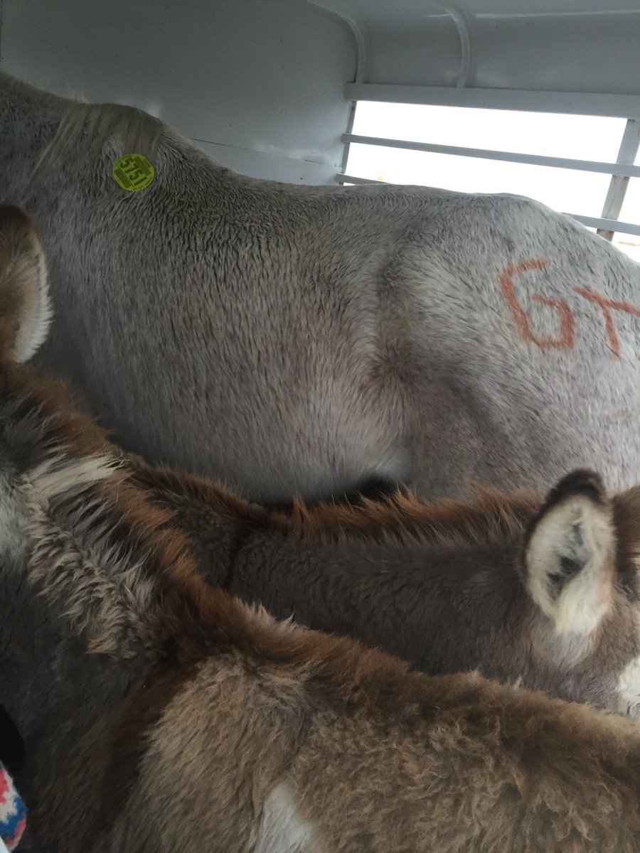 BubblesRescue's tweet photo. In honor of #ThrowbackThursday I wanted to share the photos of Bubbles escape from kill lot.  He managed to open a gate, join the mini donkeys in our trailer &amp; hide until we were safely away.  We stopped to check on the donkeys &amp; discovered Bubbles.  He escaped week of Christmas https://t.co/5Aai4fPGTx