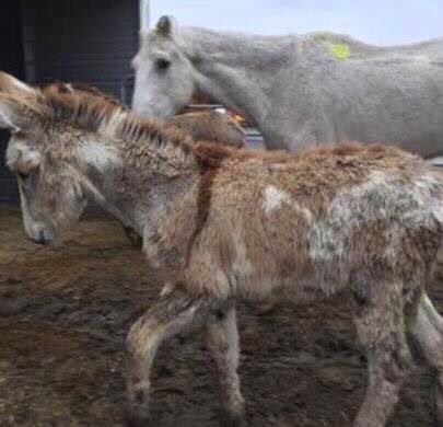 BubblesRescue's tweet photo. In honor of #ThrowbackThursday I wanted to share the photos of Bubbles escape from kill lot.  He managed to open a gate, join the mini donkeys in our trailer &amp; hide until we were safely away.  We stopped to check on the donkeys &amp; discovered Bubbles.  He escaped week of Christmas https://t.co/5Aai4fPGTx