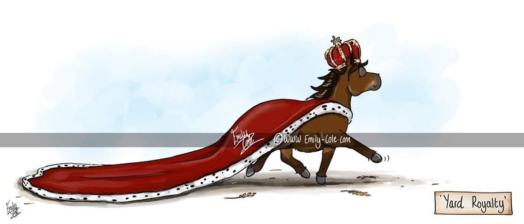 Equitotslanark's tweet photo. Illustrates 'The King' here perfectly ❤️Chico 👑❤️ #YardRoyalty #King #PoniesRule #EmilyCole https://t.co/re7dunBXhG