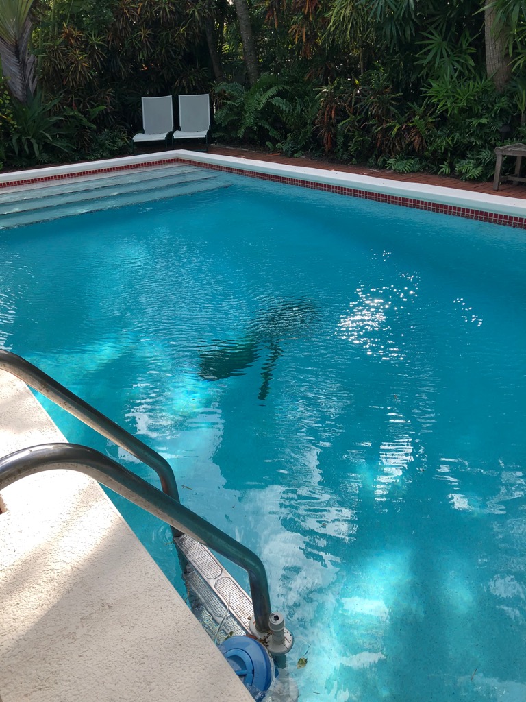 Joyce Carol Oates tweet media