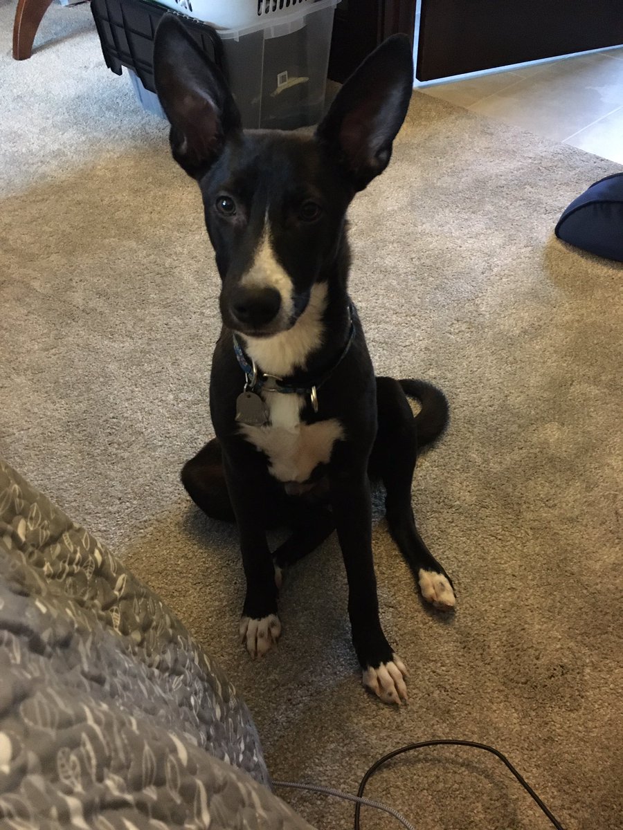 JillCorddry's tweet image. Dude.. I’m working here!

#PuppiesOfTwitter #WritersLife #TimeForABreak