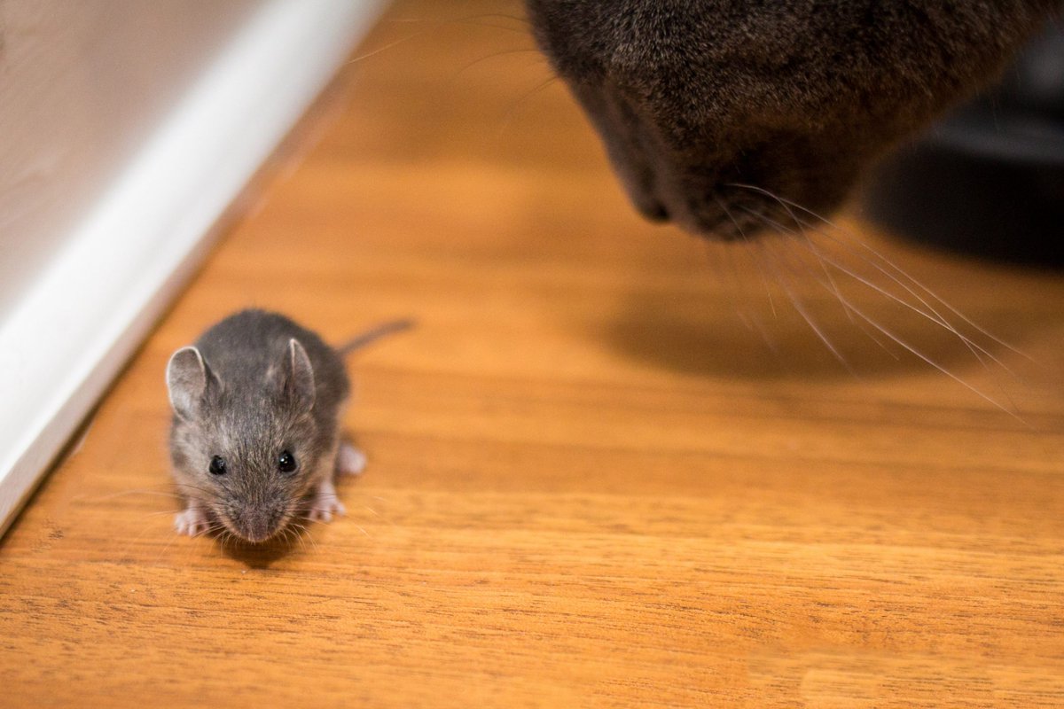 ransfordpest's tweet photo. Think about keeping these general areas clean to keep #mice out of your #home. Do you know where they are? Read on to find out. https://t.co/nZbxSc5ZuV  #pestcontrol #shrewsbury https://t.co/fSVkVKSz5S