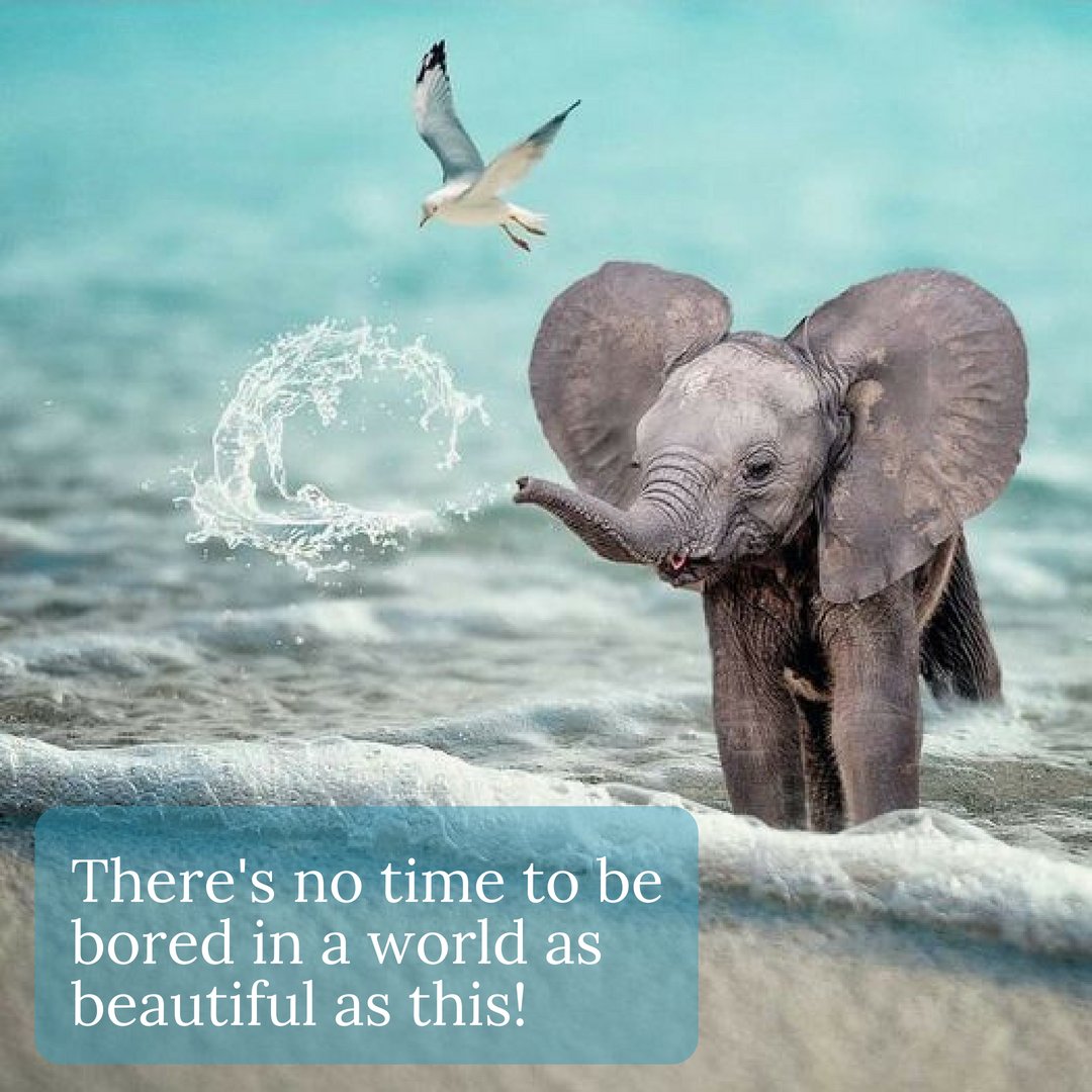 AltheaHeals's tweet photo. I love Elephants! #elephants #love #altheaheals #creativeclearings https://t.co/Sbfok8a3XB