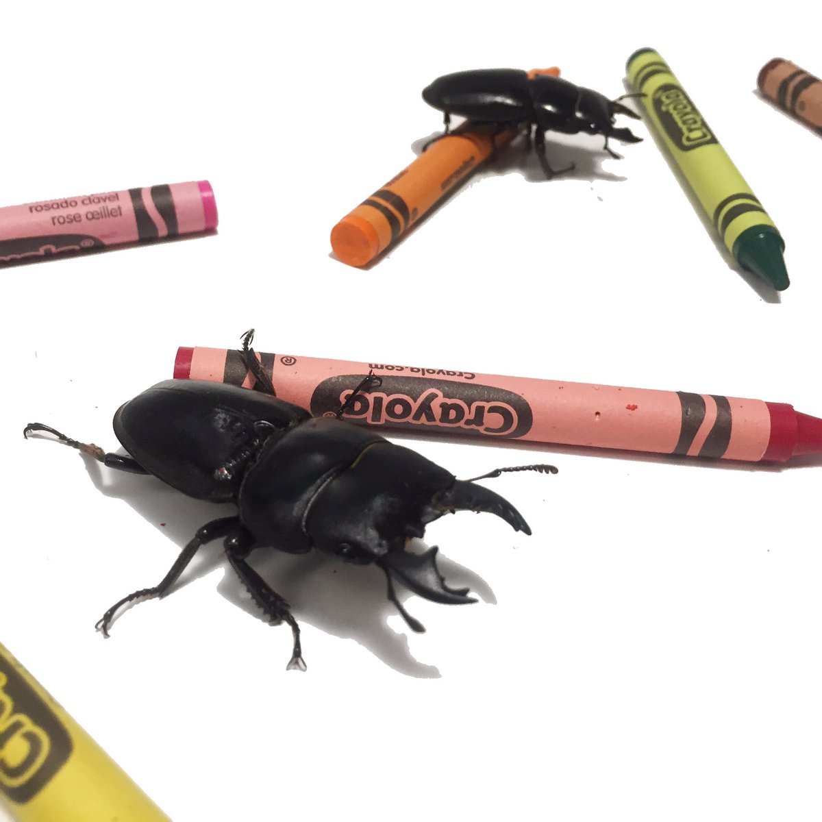 SpikeTheBeetle's tweet photo. sometimes your crayons have pinch marks and that’s okay https://t.co/9OLO1YYq7C