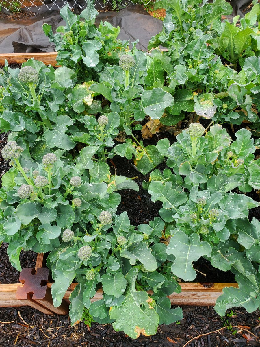 maringwalt's tweet photo. Full confession:  prior to last week, I'd never seen what broccoli looks like before its picked.  
Spoiler alert:  now I have, and so have you.  #chscavs #secondtonone #farmtotable #lowestoolboxfored https://t.co/TXLyBUyw1h