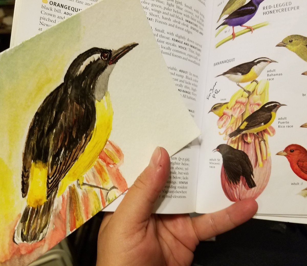 DistilledArt's tweet photo. 8. Bananaquit https://t.co/OAfy4IEv7g
