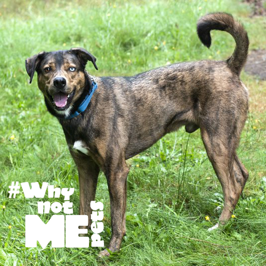 citydogmagazine's tweet photo. Check out these #WhynotMEpets and help us spread the word about these amazing cats and dogs who are having a difficult time finding a forever home.  https://t.co/XbJxBzecZF https://t.co/C86gCB6Pam