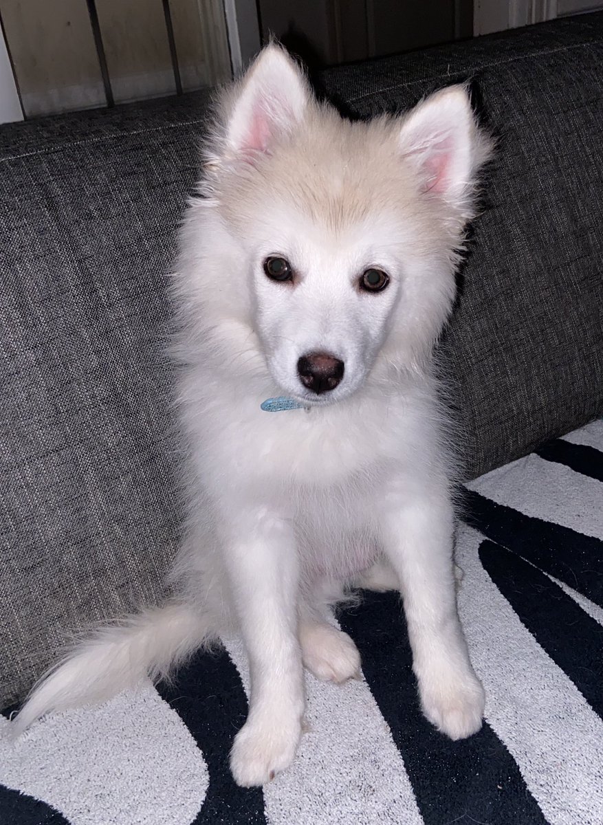 KirothePupper's tweet photo. ☁️✨ https://t.co/pApqHzxzEH