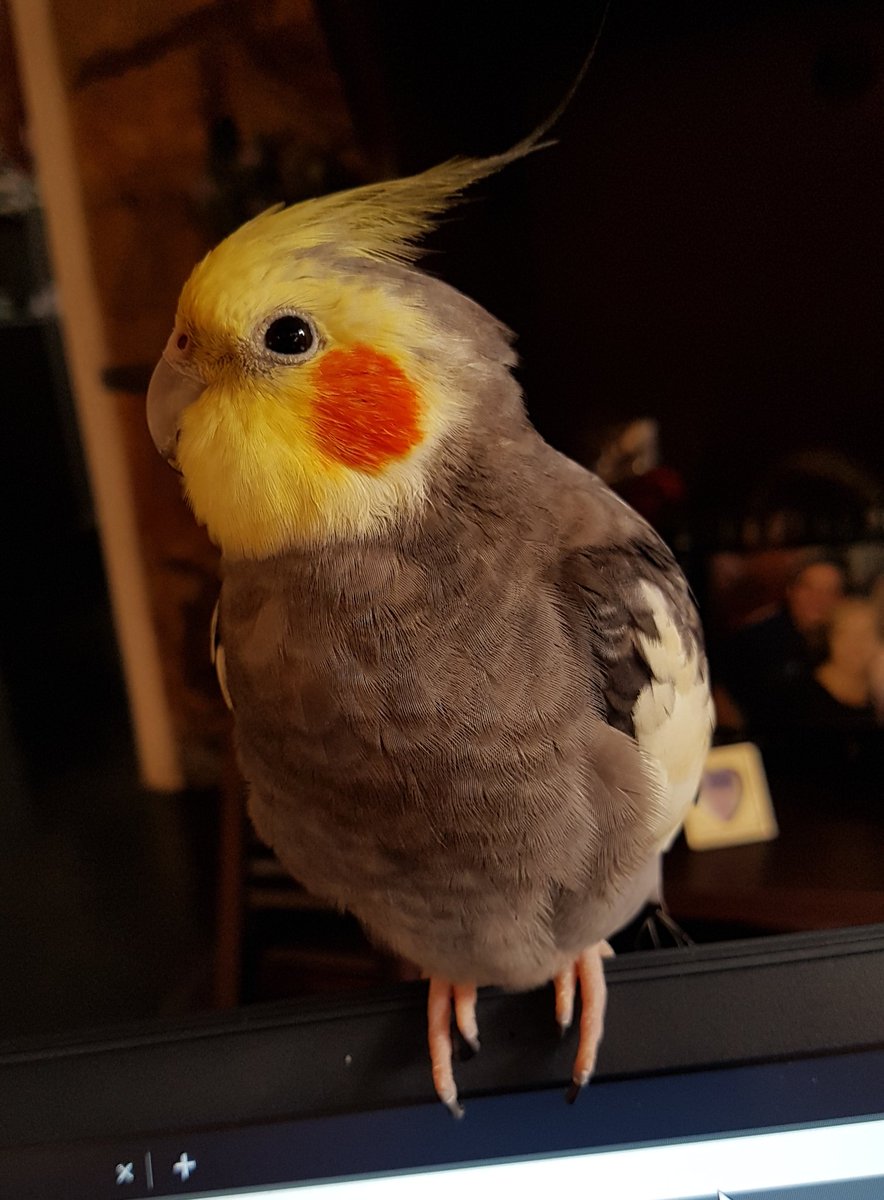 RealityBirbs's tweet photo. Cutie https://t.co/9sAKgupGDA