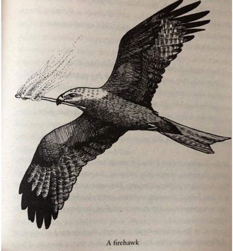 FrancisMacri's tweet photo. @psayli @LadyRedWave @jennifer_0780 @HillaryClinton You folks not getting current Oz news? Not arson. Where I lived the fire was started by power lines and lightning. Next state over 1200 lightning strikes. Anyway we have natural arsons that start fires. Look up Firehawks. Add them to the list of animals that will kill you in Oz. https://t.co/JUQwiaey3K