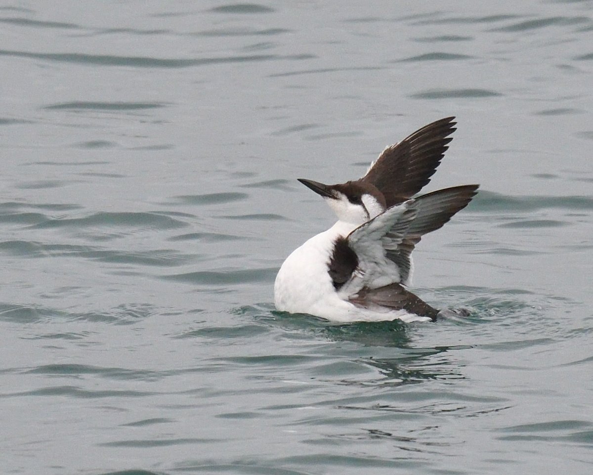Fairly close encounter with a #Guillemot at #Brixham breakwater #Devon today. Lots of rain, lots of ISO but lots of birds