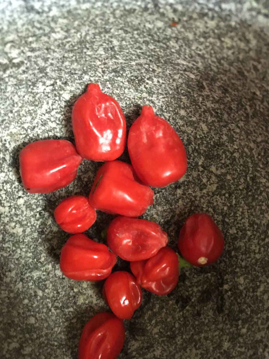 SuperhotSeeds's tweet photo. #tepinxlemondrop #pepper #hotpepper #superhotseeds #pepperseeds #Chili #hotchili #capsicum #superhotpepperseeds #hotpeppers #tepin #lemodrop need #Seeds heres where https://t.co/3blrWav0ve https://t.co/BEtQ3jCcpj