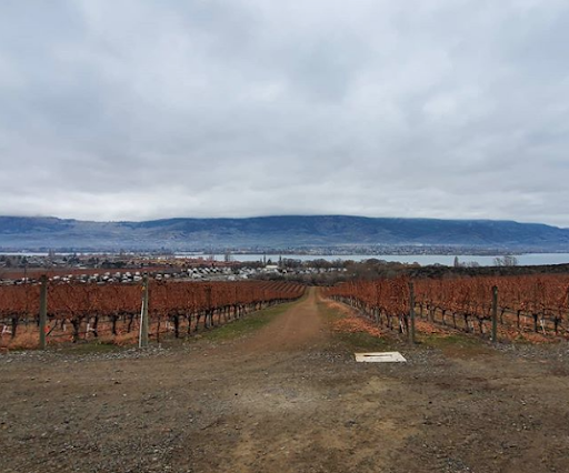 nkmipcellars's tweet photo. The colours of winter at the Nk’Mip vineyard. ❄️📸 GoldinSwitchblade https://t.co/WGTkC8claR