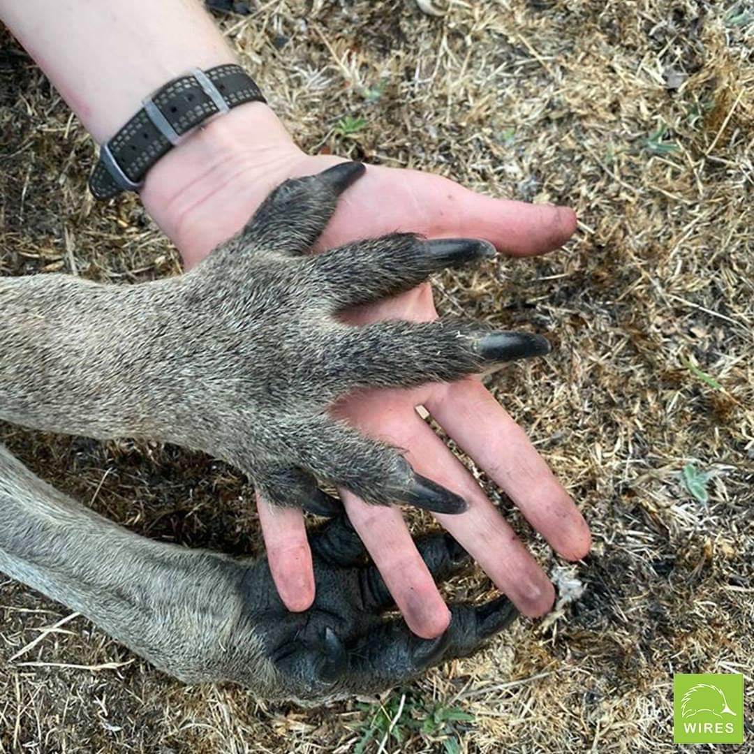 Subscribe on WIRES tier in our  patreon page where we will provide 5x TH13 bases and all earned money will be donated to @WIRES_NSW 

➡️patreon.com/join/3485454?

Also you can do your own donation. All require instruction is in their twitter page. 

Thank you dear people ❤️🙏