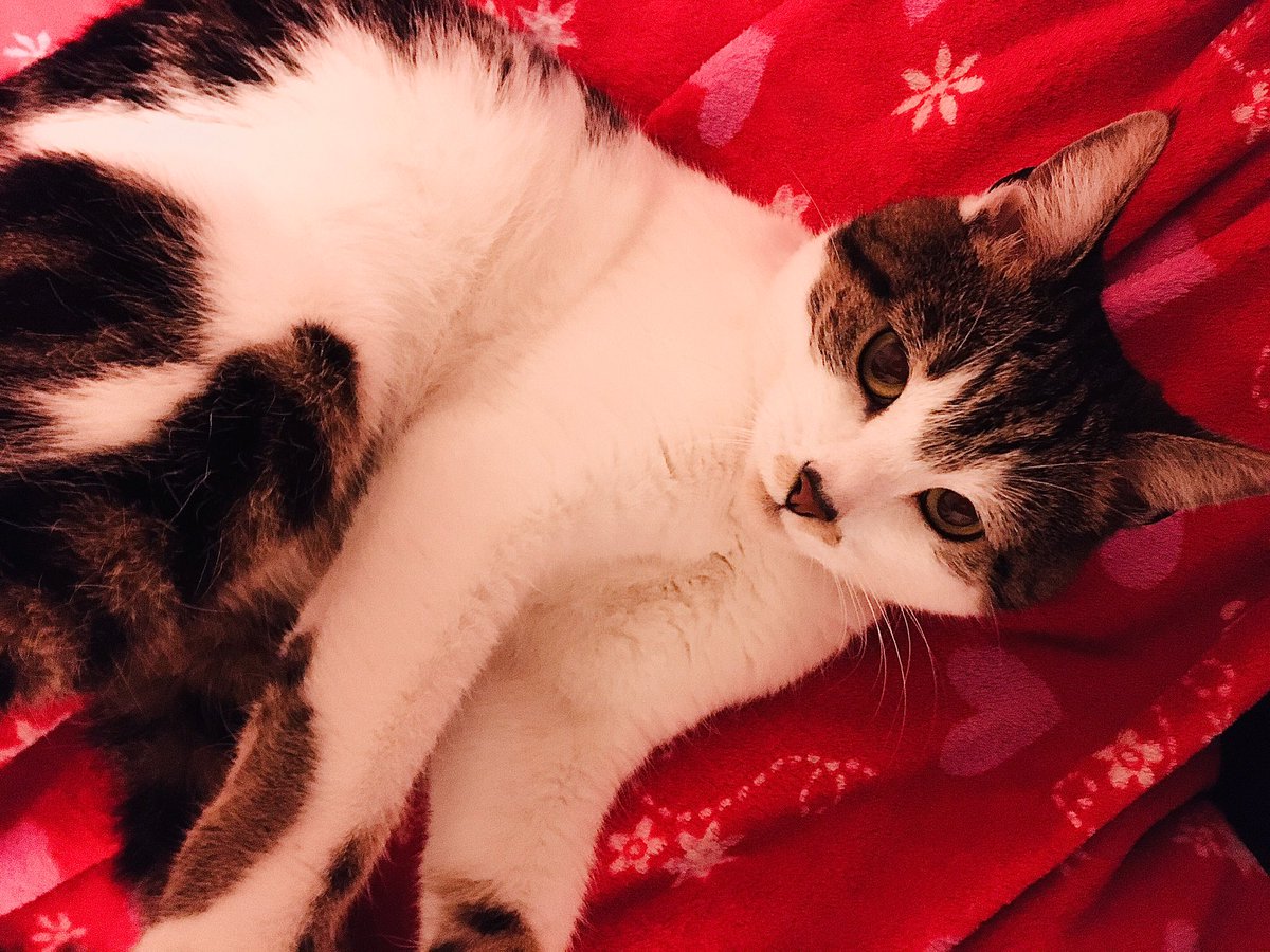 Cristina_Ryan_'s tweet image. The face of pure innocence - NOT! #catastrophe #catlife #princesspoppy #facepfanangel