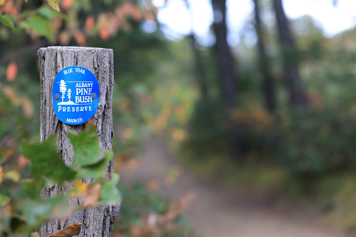 We could see a great benefit if the Bond Act proposed by <a href="/NYGovCuomo/">Archive: Governor Andrew Cuomo</a> is passed this Nov. It would help mitigate the issues of climate change locally by protecting more Pine Bush for generations to come. <a href="/NYSDEC/">New York State Dept. of Environmental Conservation</a> <a href="/nature_ny/">Nature Conservancy NY</a> #RestoreMotherNature #AlbanyPineBush  #ClimateChange