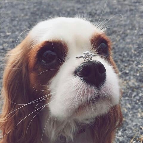 Hiçbir alet elması kesemiyor, en sıcak ateş bile üzerinde en ufak bir iz bırakamıyordu. Bu yüzden birçok insan, elmasın doğaüstü yeteneklere sahip olduğuna inandı.
vavalmas.com
#pırlanta #pırlantatektaş #pırlantayüzük #vavalmas #diamond #diamondring #diamondsolitaire