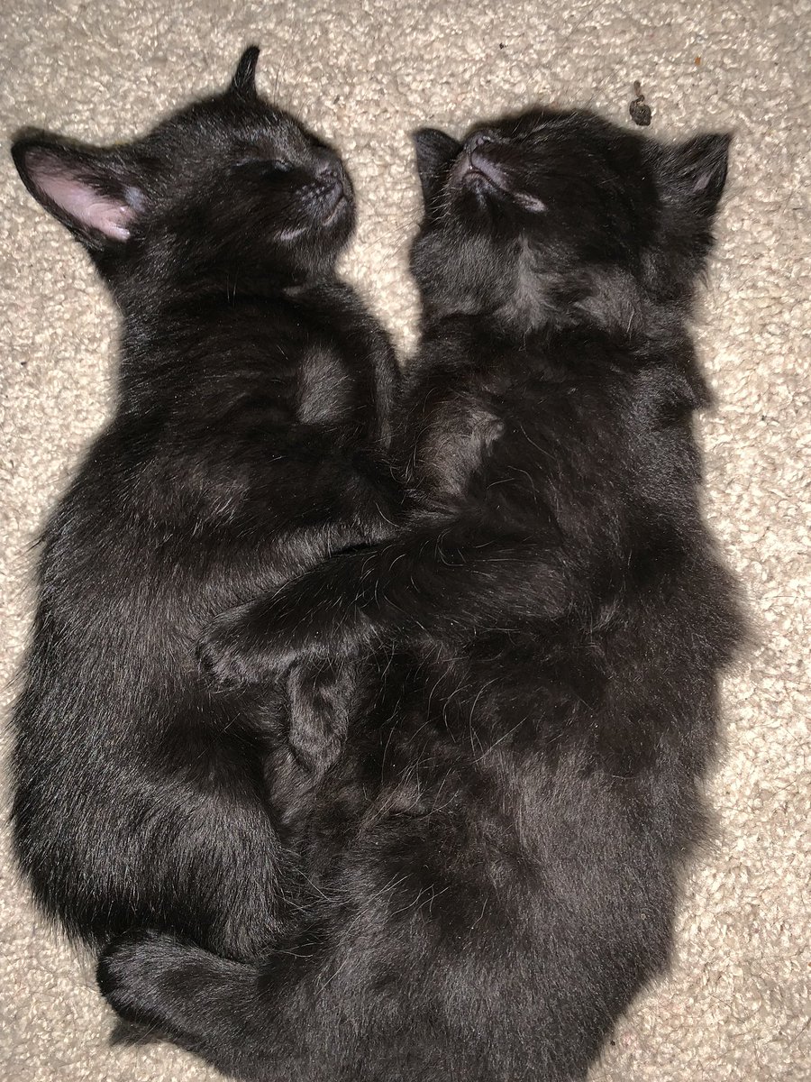 Laurah Jurca tweet media