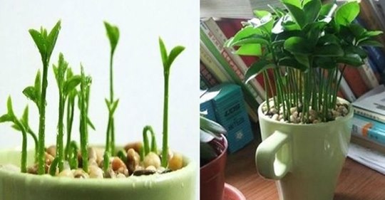 OSegredoOficial's tweet photo. Aprenda a plantar #limão em uma xícara para decorar e #perfumar a sua casa.
👉https://t.co/DhCTOctqIr https://t.co/D5fXUvt4Az