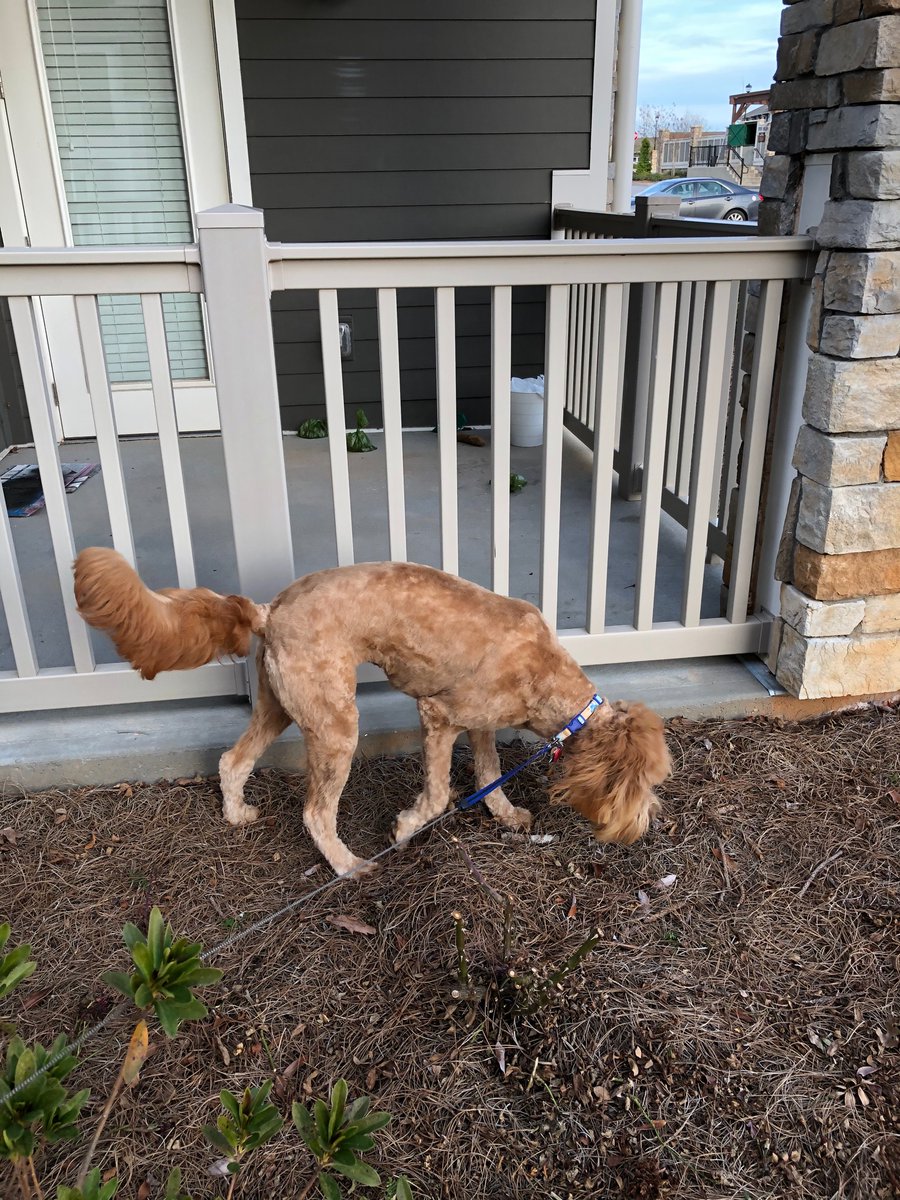 spencerfolsom's tweet photo. @Petco your grooming services will no longer be needed, lol made my dog look like she is ugly simba 😂 look how she got lined up in the back, 0/10 https://t.co/xzLICFIAfR
