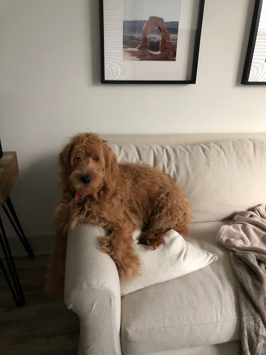 spencerfolsom's tweet photo. @Petco your grooming services will no longer be needed, lol made my dog look like she is ugly simba 😂 look how she got lined up in the back, 0/10 https://t.co/xzLICFIAfR