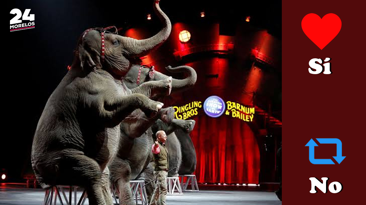 24_morelos's tweet photo. #Encuesta24 

¿Estás a favor del regreso de animales a los circos?

El senador por #Morena en #Coahuila, Armando Guadiana, presentará una propuesta para que los circos puedan usar de nuevo animales en sus espectáculos. 

¿Te gustaría que esta iniciativa llegue a #Morelos? https://t.co/C8Lif9GFEO