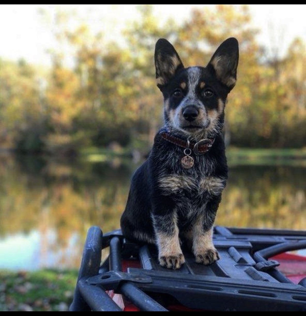 Cowboy corgi sales