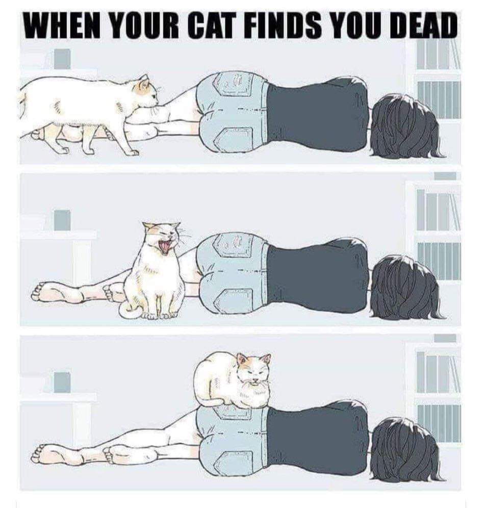 Daniel Dioscorus Michalski On Twitter Shadowfaxbrave If I Die And My Cat Is Locked In The House The Cat Is Welcome To Sit On Me Eat Me Whatever It Wants Why