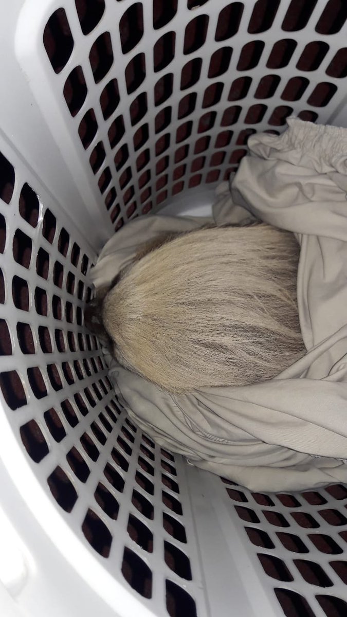 TVN Noticias tweet media