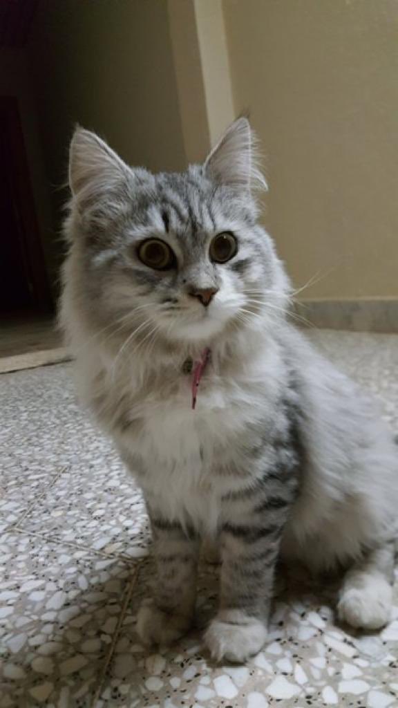 #اعلان_حيوانك_المفقود
عثرت على هذا القط يوم الأربعاء 8/1/2020 أمام المنزل مدينة #الرياض حي جرير (( لا أستطيع الإحتفاظ به مدة طويلة الرجاء من صاحب القط الضائع التواصل معي قبل أن أتخلص منه 🛑وشكرا"))  0581444254
<a href="/RiyadhCats/">RiyadhCats</a> <a href="/x9sayf/">سيف المطيري</a> <a href="/smaljohani/">سعيد ابو نوره</a> <a href="/NtSafaBaz/">صـفـاء بـازرعـه</a> <a href="/thehda_/">Dee 🧚🏼‍♀️</a>