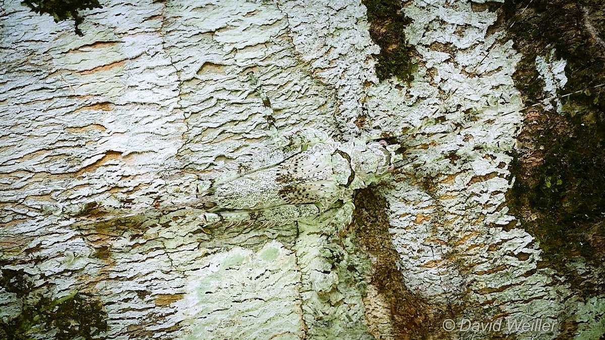 DavidWeiller's tweet photo. Katydid (Haemodiasma sp.) mimicking a bark. Rio Napo, Yasuni, Ecuador. Rio Napo, Yasuni, Ecuador.
Watch the Video at https://t.co/VMzXOMfvdJ
#katydid #haemodiasma #camouflage #disguise #insectvideo #bugvideo #yasuni #ecuador #amazonrainforest #bark #jungle #savetherainforest https://t.co/cKMWXGGWcP