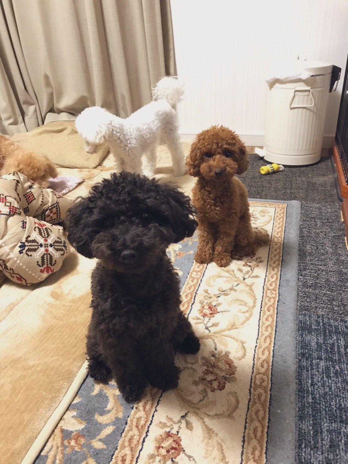 Twitter 上的 トイプードル のエルちゃん おはようございます ちびロー Elちゃん可愛い 豚骨白もやし トイプードル 黒 プードル 白プードル 今日のelちゃん T Co Fbkkk3d65p Twitter Twitter 上的 トイプードル のエルちゃん おはようございます ちびロー Elちゃん可愛い 豚骨白もやし トイプードル 黒 プードル 白プードル 今日のelちゃん T Co Fbkkk3d65p Twitter