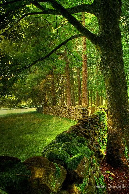 A lot of #green 🍀🌳🌿🌲💚