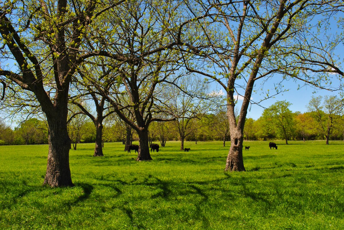farmandranchpub's tweet photo. #Oklahoma #OnTheCover
Spring Creek Ranch - 905 Acres
Fittstown, Oklahoma
https://t.co/aTCMXaXDLp
#farmandranch #acreage #farmable #cattle #wildlife https://t.co/dzRJ0ge2Ii