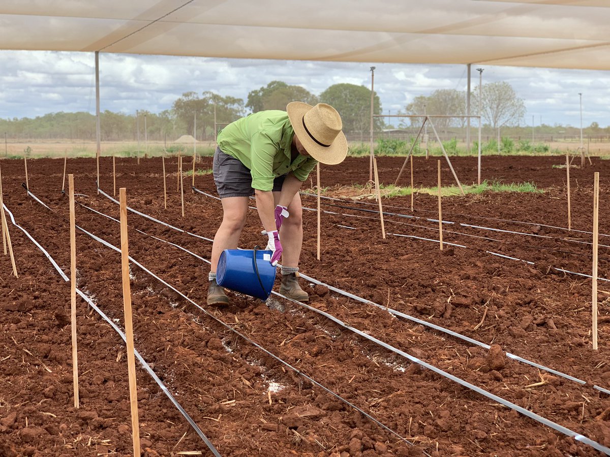 SPICE TRIALS: Researchers from CQU were in a rush to plant fennel and black sesame trial plots at the Katherine Research Station yesterday, ahead of the tropical low.  Not much rain fell here in the end, but we’ll hear more about the project on the NT Country Hour today 🌱🌱