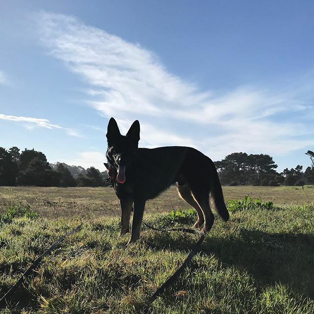 Shepherds Grove tweet media