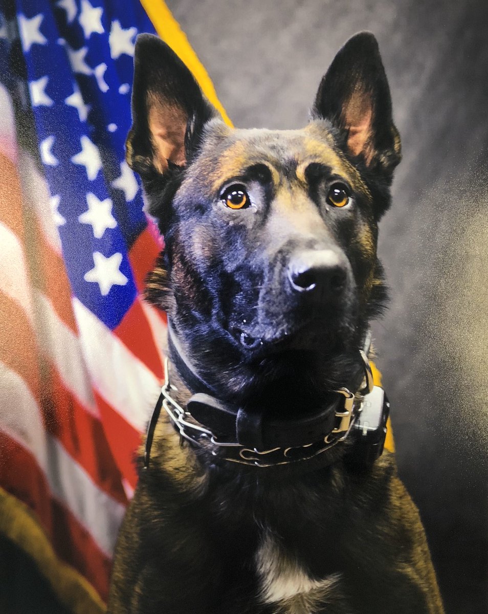 Thanks to all our Law Enforcement officers and K9s that serve &amp; protect to keep us safe everyday!  Especially my favorites <a href="/JohnLaulis/">John Laulis</a> &amp; <a href="/K9Rebbel/">Rebbel</a>
💙🖤💙🐾🐾👮🏻‍♀️👮🏻🚔💙🖤💙🐾🐾