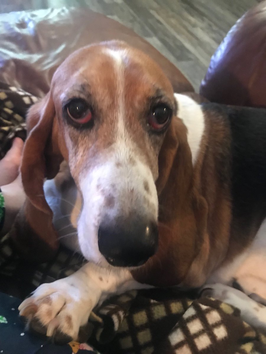 Sydney putting her best foot forward for Tallahassee’s Top Pet 2020. Vote today at tallahasseemagazine.com/tally-top-pet/…