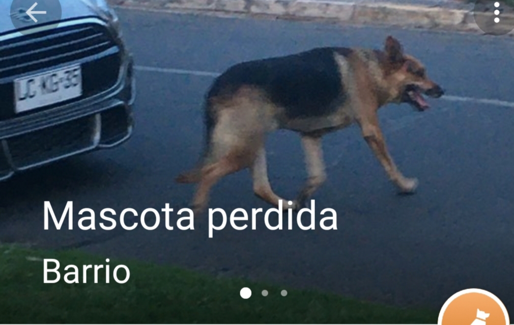 Urgente pastor alemán llev días perdido y asustado en Las Condes hoy fue golpeado x auto. Sector Fdo. de Aragón,Flandes,Isabel la Católica.Está en Sosafe pero dueños no aparecen y <a href="/Muni_LasCondes/">Las Condes</a> tampoco. <a href="/LavinJoaquin/">Joaquín Lavín</a> <a href="/kattykowaleczko/">Katty Kowaleczko</a> <a href="/pobrecabra/">Paloma Salas</a> <a href="/carolinapinoc/">Caro 🌲 C.</a> <a href="/bartorell/">#SoyBartorell</a>