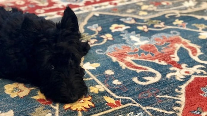 Perfectly Pantone: Why 2020’s Color of the Year is the Best Yet! - Amy Puchaty Communications amypuchaty.com/1/post/2020/01…