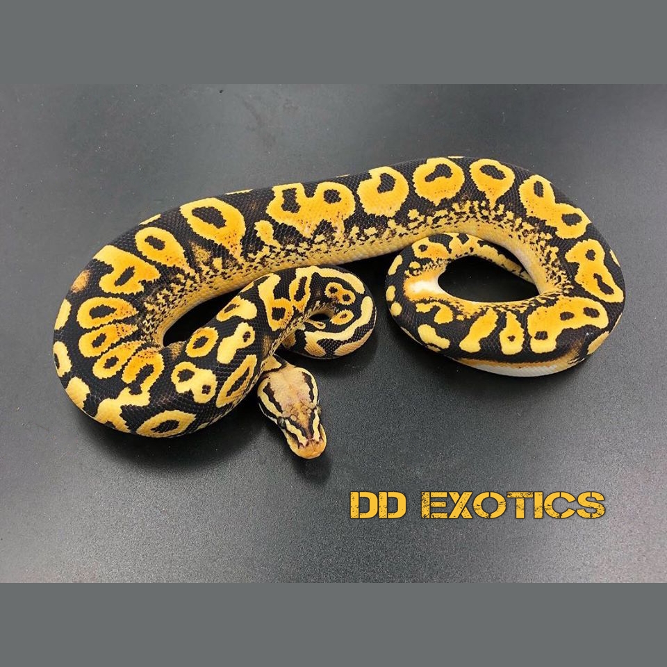 Living Art Reptiles ™ on X: Bellezza! :-) Super Lace Yellow Belly