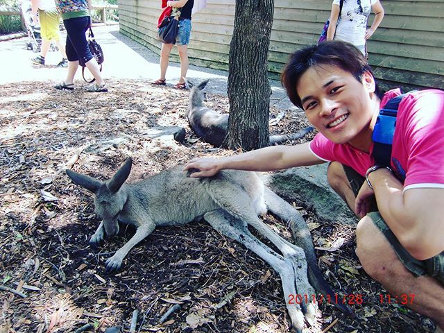 hwlun's tweet photo. Pray for Australia 🙏🇦🇺 #wires #WorldWildlifeFundAustralia #PortMacquarieKoalaHospital #RSPCAnewSouthWales #Kangaroo #Koala #Melbourne #Australia https://t.co/Q2FkF6it8L https://t.co/16kE3tCmzb
