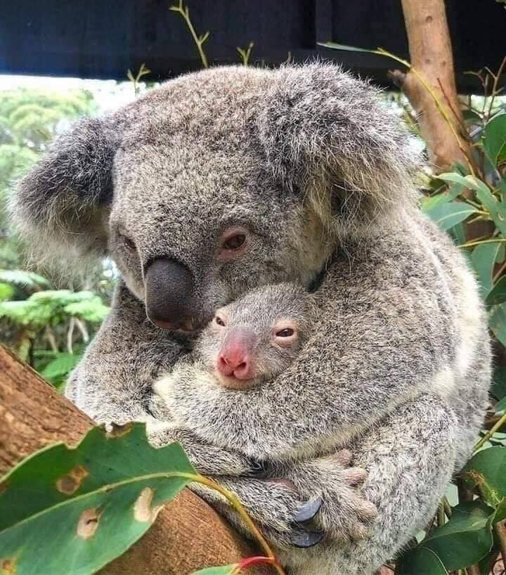 A30Janet's tweet photo. Madre e hijo rescatados en los incendios forestales de Australia. La imagen refleja lo que sienten los animales 😪🇦🇺 https://t.co/8cwuoeFajL