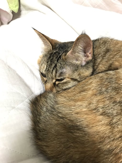 大声のtwitterイラスト検索結果 古い順