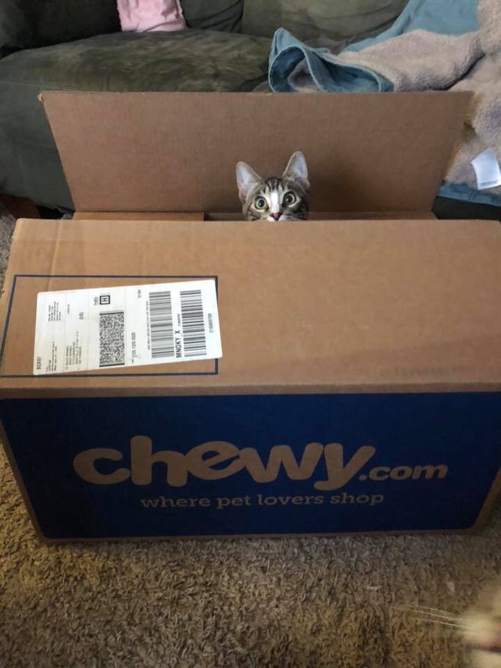 Did you know chewy.com supports AHCR? When you shop for the first time chewy donates $20 towards AHCR! This Supports rescue pets like Beatlejuice! Use the link below!

chewy.com/rp/8613

#chewy #chewyboxlove #chewycat #chewypartner #chewydelivery #welovechewy