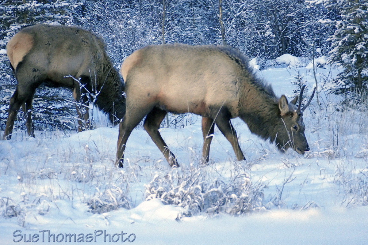 Takhini elk by the AK Hwy today at 4:30pm