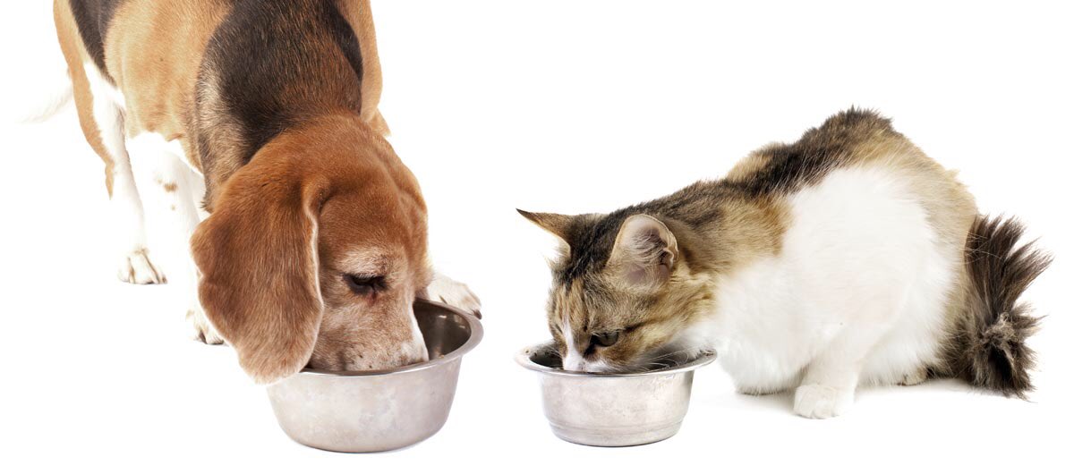 Pemberian pakan pd kucing/ anjing selalu diperdebatkan yg baiknya gmn & spt apa siiYang perlu ditekankan simple aja kok, beri pakan (pet food) yg disesuaikan dengan:- Umur- Berat badan- Keperluan khusus (disesuaikan dgn kondisi kesehatan, cth: alergi, gangguan liver/ ginjal)