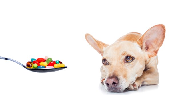 Как давать витамины собаке